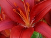 Summer Blooms 2011